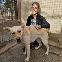 ARENA, Hund, Mischlingshund in Hohwacht - Bild 8