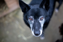 JORIS, Hund, Mischlingshund in Heckenbach