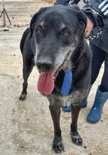 BRUNO, Hund, Mischlingshund in Griechenland - Bild 2