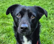 LUCA, Hund, Mischlingshund in Düsseldorf