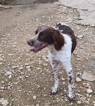 TORTELLINI, Hund, English Springer Spaniel in Spanien