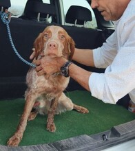 PARMIGIANI, Hund, Bretonischer Setter in Spanien