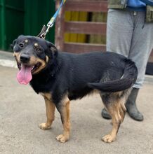 BRUTUS, Hund, Mischlingshund in Slowakische Republik - Bild 6