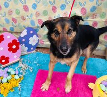 SESY, Hund, Mischlingshund in Slowakische Republik - Bild 12
