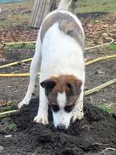 MILO, Hund, Mischlingshund in Rumänien - Bild 10