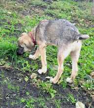 UNO, Hund, Mischlingshund in Rumänien - Bild 12