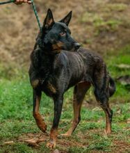 HAITI, Hund, Deutscher Schäferhund-Mix in Ungarn - Bild 1