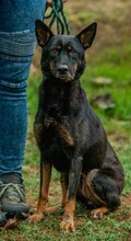 HAITI, Hund, Deutscher Schäferhund-Mix in Ungarn - Bild 10