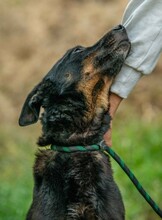 HAITI, Hund, Deutscher Schäferhund-Mix in Ungarn - Bild 11