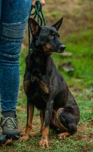 HAITI, Hund, Deutscher Schäferhund-Mix in Ungarn - Bild 12