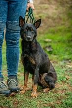 HAITI, Hund, Deutscher Schäferhund-Mix in Ungarn - Bild 2