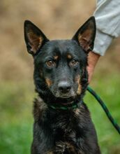 HAITI, Hund, Deutscher Schäferhund-Mix in Ungarn - Bild 3