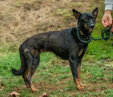 HAITI, Hund, Deutscher Schäferhund-Mix in Ungarn - Bild 4