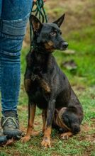 HAITI, Hund, Deutscher Schäferhund-Mix in Ungarn - Bild 5