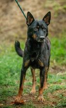 HAITI, Hund, Deutscher Schäferhund-Mix in Ungarn - Bild 6