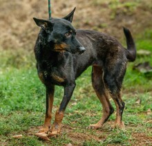 HAITI, Hund, Deutscher Schäferhund-Mix in Ungarn - Bild 7