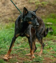 HAITI, Hund, Deutscher Schäferhund-Mix in Ungarn - Bild 8