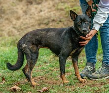 HAITI, Hund, Deutscher Schäferhund-Mix in Ungarn - Bild 9