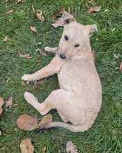 RUSTY, Hund, Mischlingshund in Rumänien - Bild 11