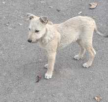 RUSTY, Hund, Mischlingshund in Rumänien - Bild 13