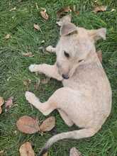 RUSTY, Hund, Mischlingshund in Rumänien - Bild 15