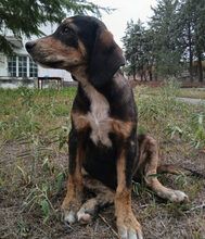 WANG, Hund, Mischlingshund in Griechenland - Bild 4