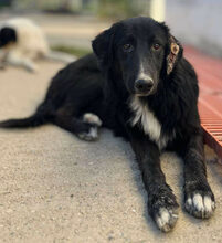 ROCKY, Hund, Mischlingshund in Griechenland - Bild 2