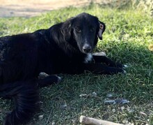 ROCKY, Hund, Mischlingshund in Griechenland - Bild 3