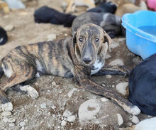 DJANGO, Hund, Mischlingshund in Griechenland - Bild 2