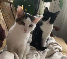 LUCAUNDLOLA, Katze, Europäisch Kurzhaar in Hamburg