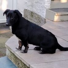 ANNI, Hund, Mischlingshund in Rheda-Wiedenbrück - Bild 3