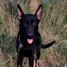 CURRO, Hund, Deutscher Schäferhund-Mix in Spanien - Bild 1