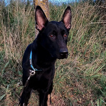 CURRO, Hund, Deutscher Schäferhund-Mix in Spanien - Bild 2