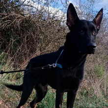 CURRO, Hund, Deutscher Schäferhund-Mix in Spanien - Bild 3