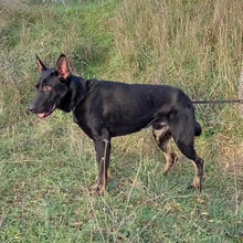 CURRO, Hund, Deutscher Schäferhund-Mix in Spanien - Bild 4