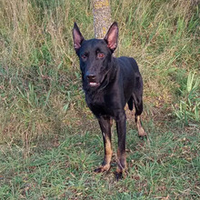 CURRO, Hund, Deutscher Schäferhund-Mix in Spanien - Bild 5