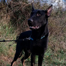 CURRO, Hund, Deutscher Schäferhund-Mix in Spanien - Bild 6