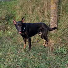 CURRO, Hund, Deutscher Schäferhund-Mix in Spanien - Bild 7