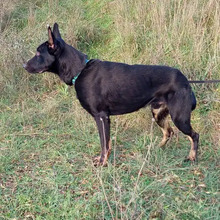 CURRO, Hund, Deutscher Schäferhund-Mix in Spanien - Bild 8