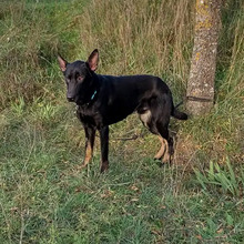 CURRO, Hund, Deutscher Schäferhund-Mix in Spanien - Bild 9