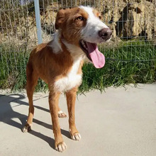 NARANJO, Hund, Podenco in Spanien - Bild 1