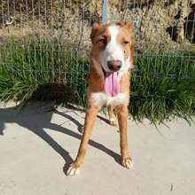 NARANJO, Hund, Podenco in Spanien - Bild 2