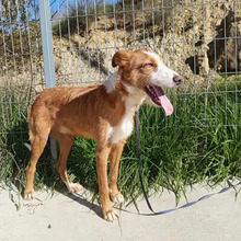 NARANJO, Hund, Podenco in Spanien - Bild 3