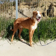 NARANJO, Hund, Podenco in Spanien - Bild 4