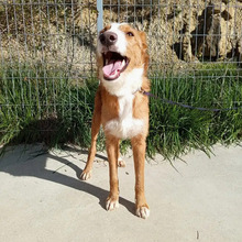 NARANJO, Hund, Podenco in Spanien - Bild 5