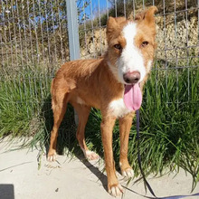 NARANJO, Hund, Podenco in Spanien - Bild 6