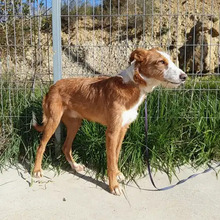 NARANJO, Hund, Podenco in Spanien - Bild 7