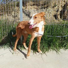 NARANJO, Hund, Podenco in Spanien - Bild 8