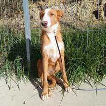 NARANJO, Hund, Podenco in Spanien - Bild 9