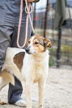 PUGNA, Hund, Mischlingshund in Baesweiler - Bild 1